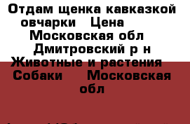 Отдам щенка кавказкой овчарки › Цена ­ 100 - Московская обл., Дмитровский р-н Животные и растения » Собаки   . Московская обл.